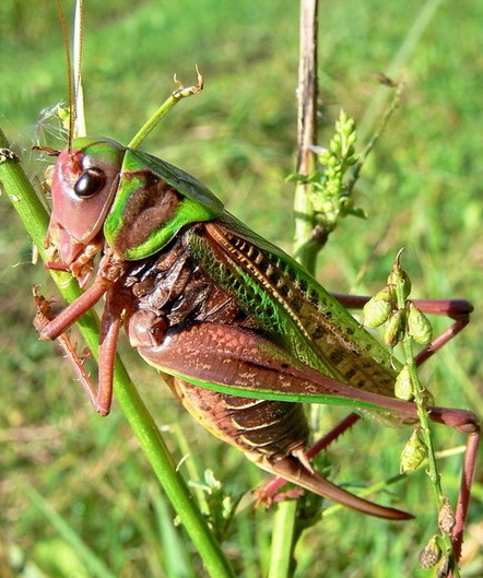 Vaizdas:Margasis ziogas.jpg