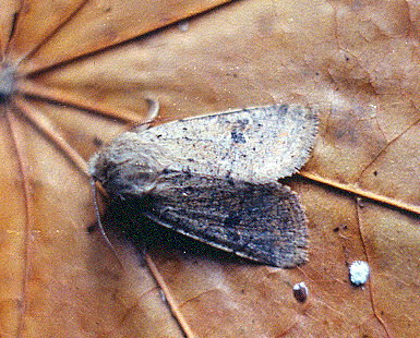 Vaizdas:Mazasis ankstyvasis peledgalvis.Kli.jpg