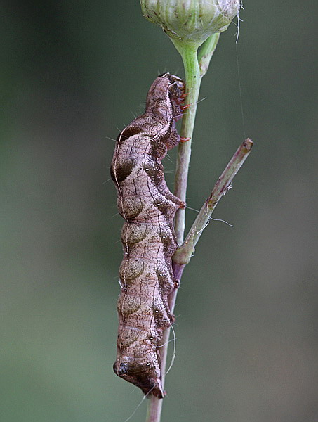 Vaizdas:Melanchra persicariae.RimvydoKindurio. 120908-13-copy.jpg