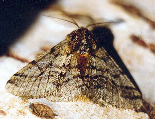 Vaizdas:Miskinis seriasprindis.Kli.jpg