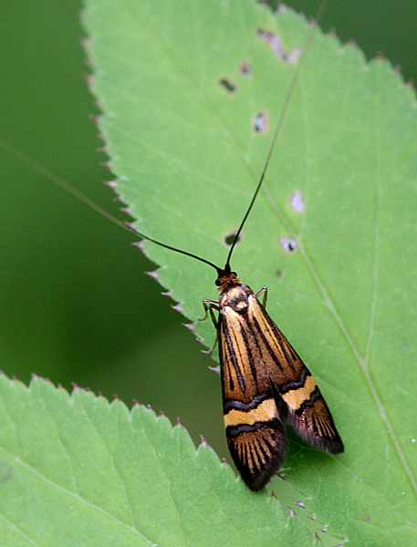 Vaizdas:Nemophora degeerella.RimvydoKindurio.110624.jpg