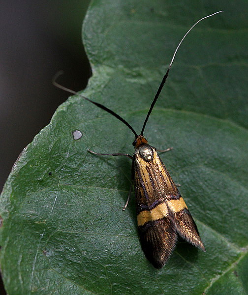 Vaizdas:Nemophora degeerella.RimvydoKindurio.110703.jpg