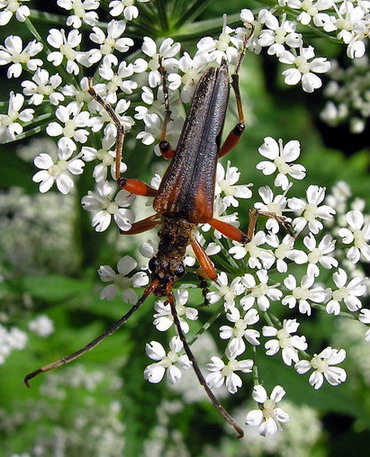 Vaizdas:Neporinis medkirtis-Stenocorus meridianus.MKE.2008-06-15.jpg