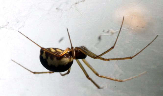 Vaizdas:Neriene peltata.Rimvydo.jpg