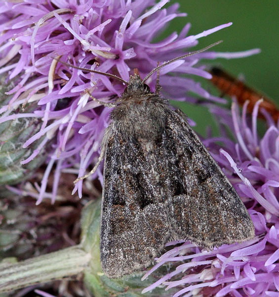 Vaizdas:Oligia latruncula.R.Kindurio.150713-22.jpg