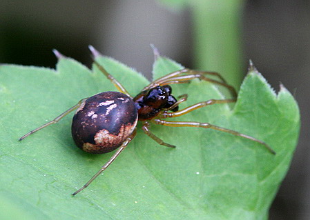 Vaizdas:Pachygnatha degeeri.RimvydoKindurio.jpg