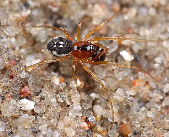 Vaizdas:Pachygnatha listeri.RimvydoKindurio.jpg