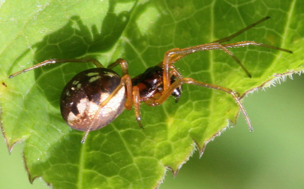 Vaizdas:Pachygnatha listeri1.RimvydoKindurio.jpg