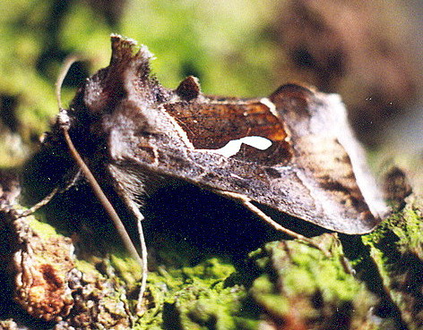 Vaizdas:Pietinis zvilgunas.Kli.jpg