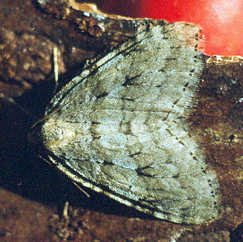 Vaizdas:Pilksvasis zilasprindis.Kli.jpg