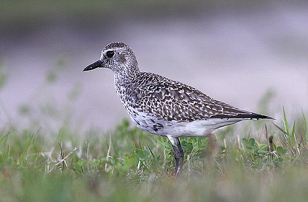 Vaizdas:Pluvialis squatarola.RimvydoKindurio.110516.jpg