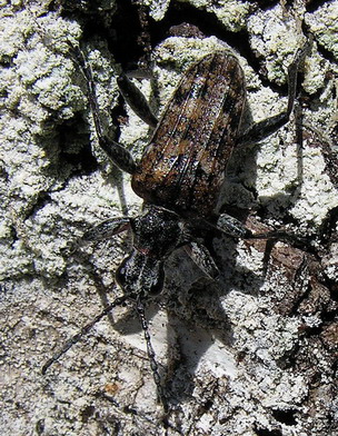 Vaizdas:Rhagium inquisitor.MKE.2009-06-15.jpg
