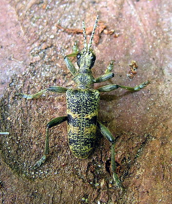 Vaizdas:Rhagium mordax.MKE.2008-05-17.jpg