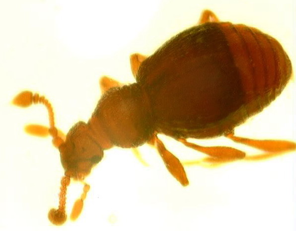 Vaizdas:Rybaxis longicornis.MKE.jpg