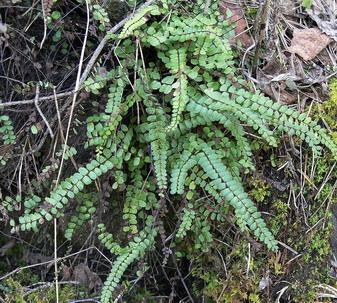 Vaizdas:Serine kalanarute2.MKE.jpg