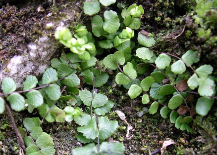 Vaizdas:Serine kalnarute.MKE.jpg