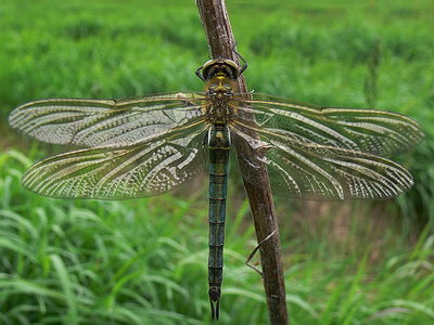 Vaizdas:Smaragdine skete.Nomedos.jpg