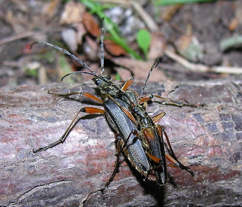 Vaizdas:Stenocorus meridianus.MKE.2008-06-15.jpg