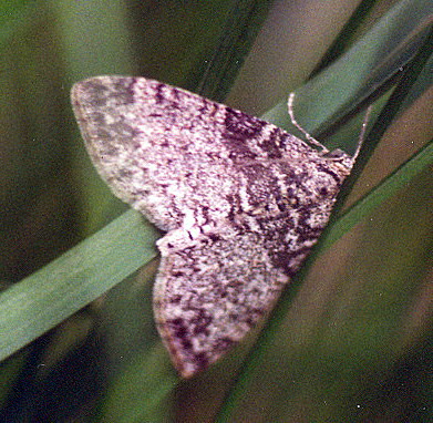 Vaizdas:Tamsiajuostis skiautenis.Kli.jpg