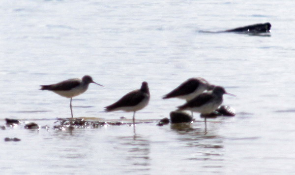 Vaizdas:Tringa stagnatilis.R.Kindurio.140412-04.jpg