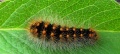 Acronicta auricoma.MKE.2008-07-13.jpg