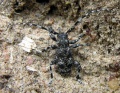 Aegomorphus clavipes.MKE.2009-06-28.jpg