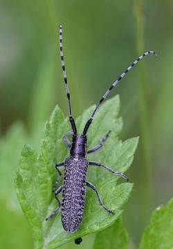 Agapanthia villosoviridescens.Rimvydo.090628.jpg