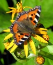 Dilgėlinukas (Aglais urticae)