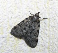 Aglossa pinguinalis.MKE.2008-06-19.jpg