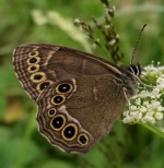 Akiuotasis satyras (Lopinga achine)