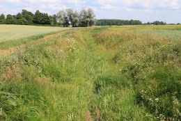 Alksnupis Tulnikių k. važiuojant į Kabaldikus