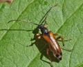 Alosterna tabacicolor.RimvydoKindurio.120618-60-copy.jpg