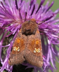 Amphipoea oculea.RimvydoKindurio. 110804-10-copy.jpg