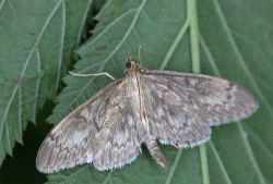 Anania lancealis.R.Kindurio.120619-09-copy.jpg