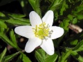 Anemone nemorosa.MKE.2006-04-23.jpg