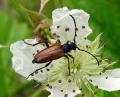 Anoplodera maculicornis.2008-06-19.jpg