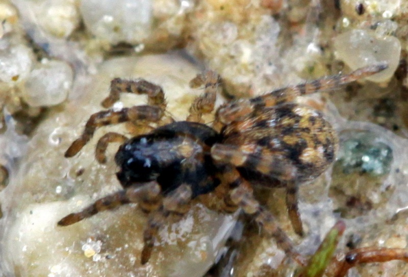 Vaizdas:Arctosa perita.RimvydoKindurio.120512.jpg