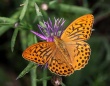 Didysis perlinukas (Argynnis paphia)