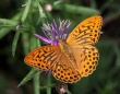 Didysis perlinukas (Argynnis paphia)