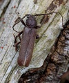 Arhopalus rusticus.Rimvydo.100612-33.jpg