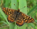 Auksuotoji šaškytė (Euphydryas aurinia)