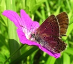 Baltajuostis melsvys (Aricia eumedon)