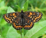 Baltamargė šaškytė (Euphydryas maturna)