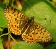 Pievinis perlinukas (Boloria selene)