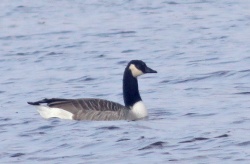 Branta canadensis. R.Kindurio.160327-02-copy.jpg