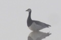 Branta leucopsis.RimvydoKindurio.111002.jpg