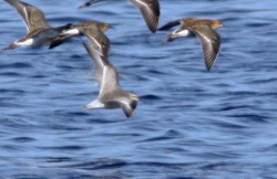 Calidris canutus.R.Kindurio.140905-51.jpg