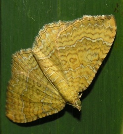 Camptogramma bilineata 2006-07-24.jpg