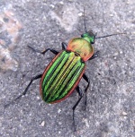 Žalvarinis puošniažygis (Carabus nitens)