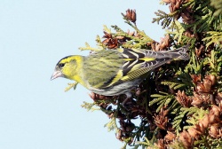 Carduelis spinus.Rimvydo.100206.jpg